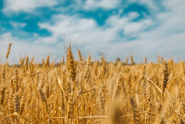 Ratarska proizvodnja — polje kukuruza u Slavoniji